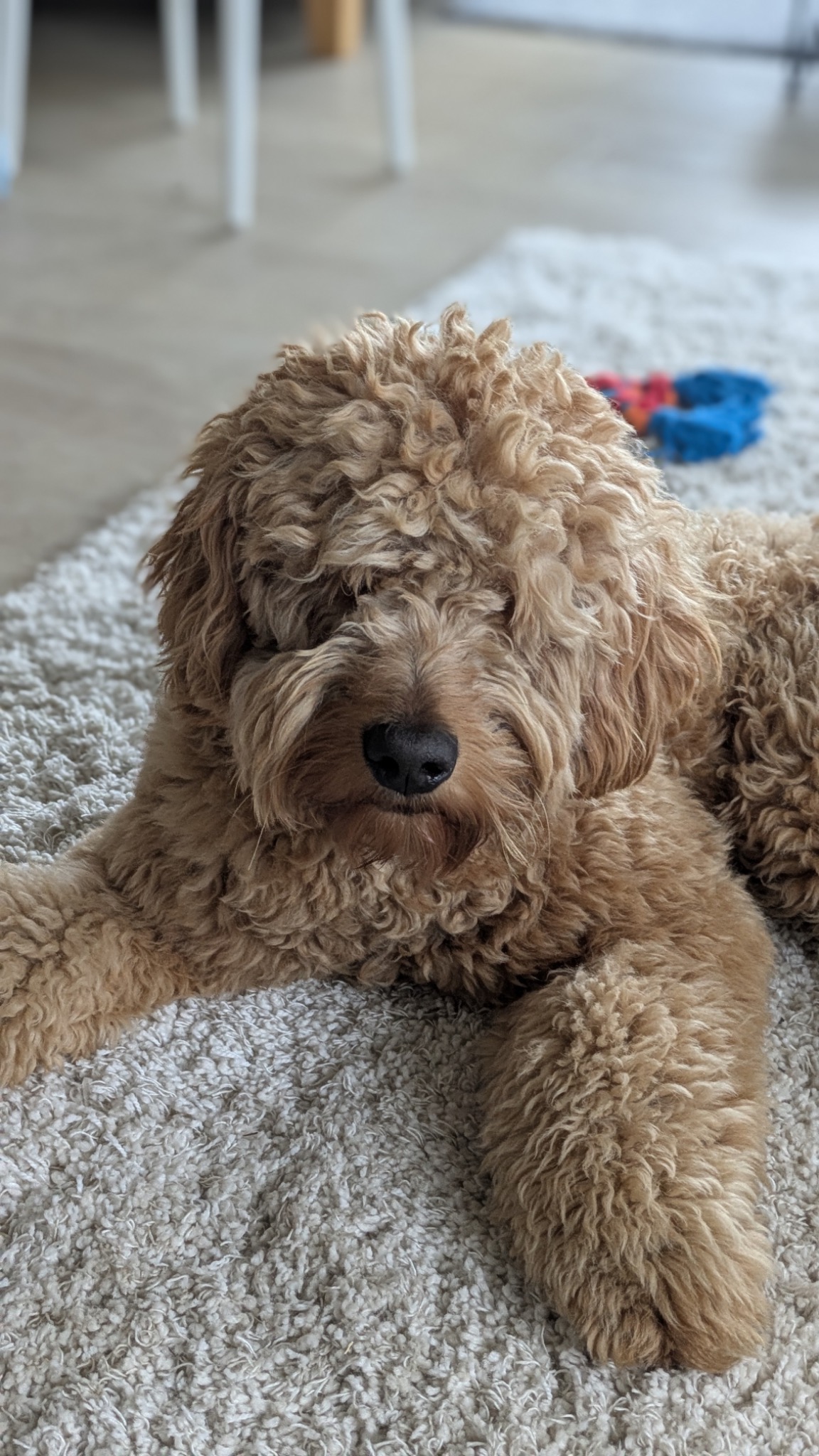 Barry, Therapiehond én dekreu