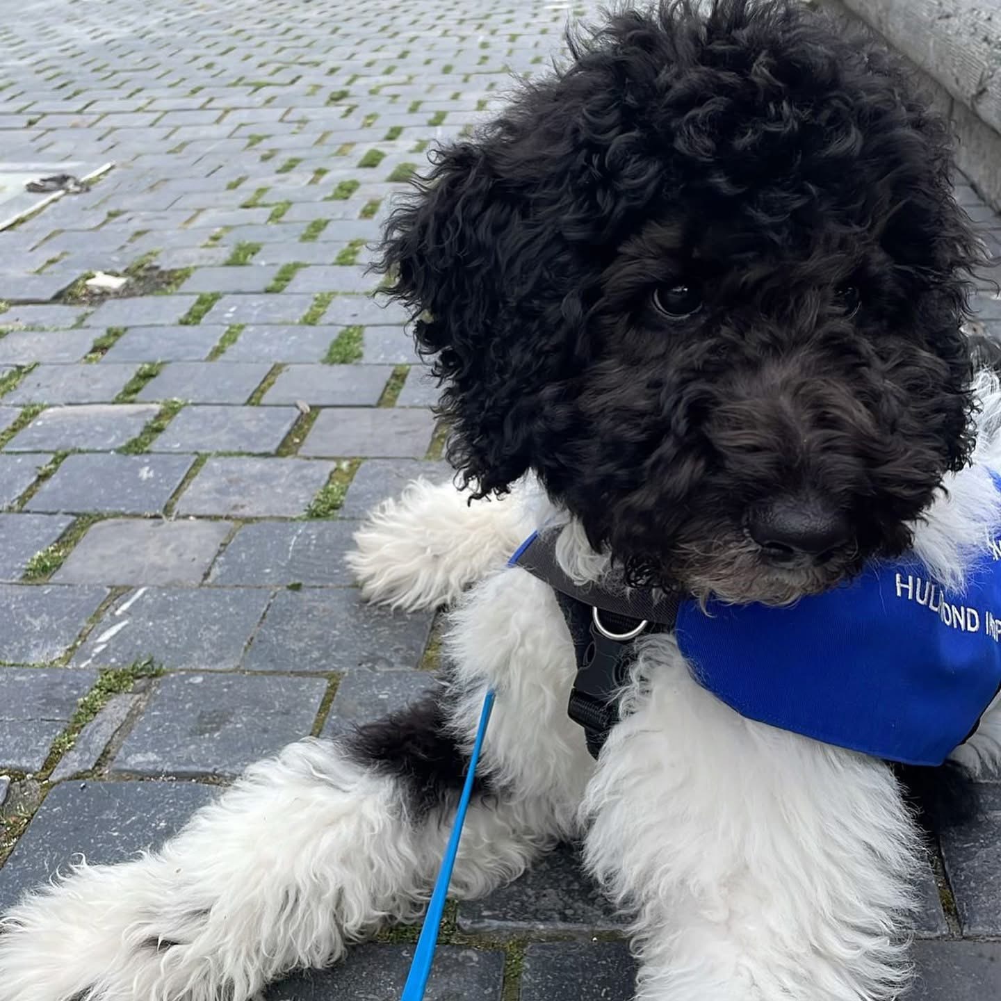 Odil, Emotional support dog