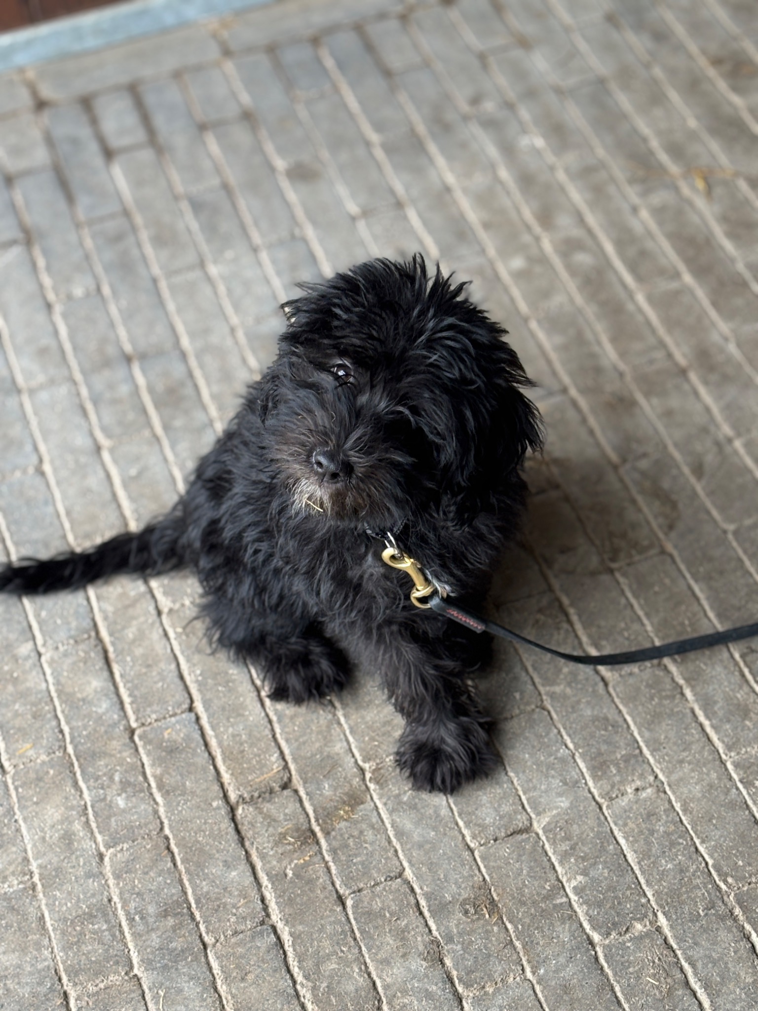 Frieda, Therapiehond