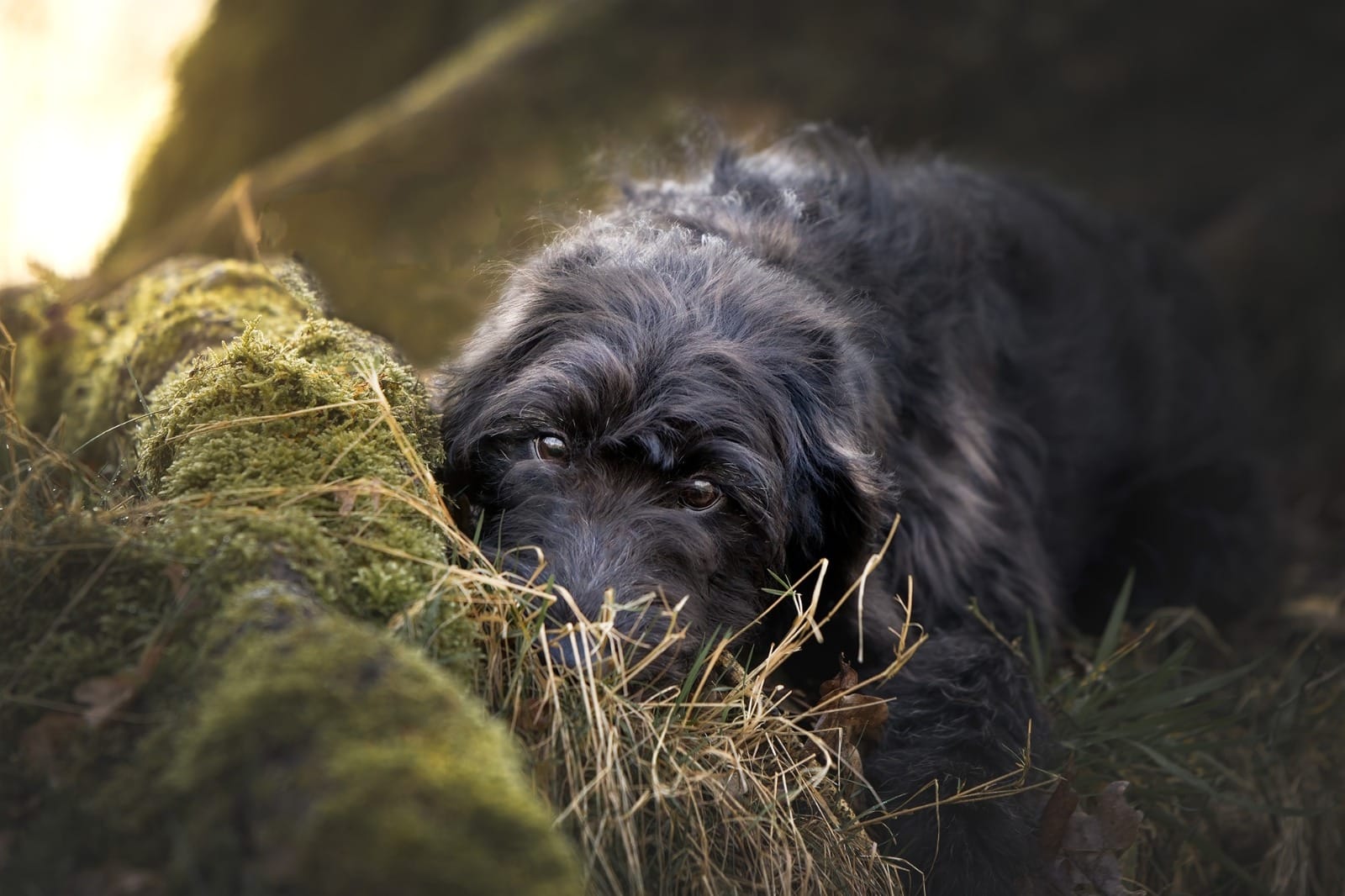 Zwarte Australian Labradoodle tussen mos en gras
